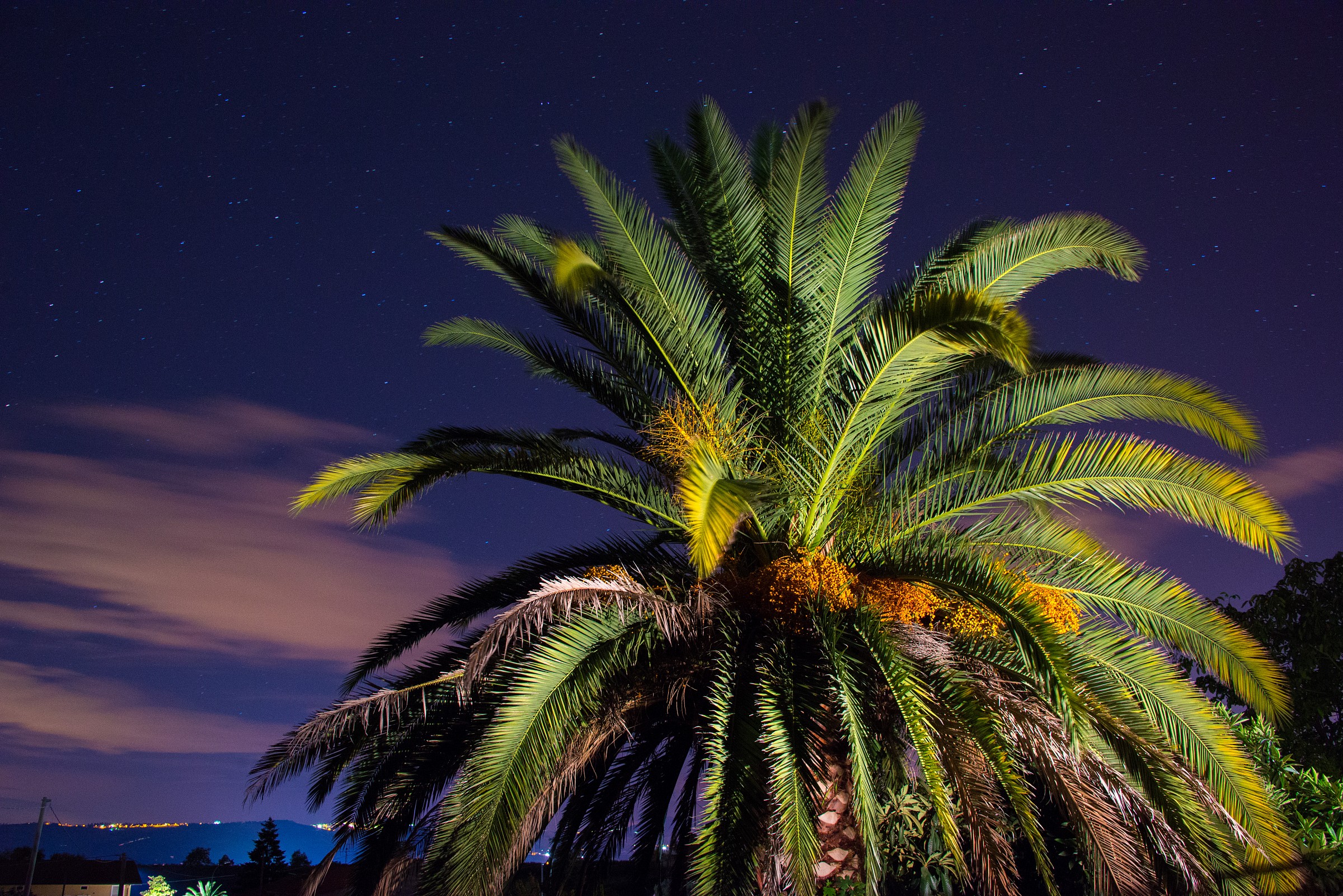 Palma notturna