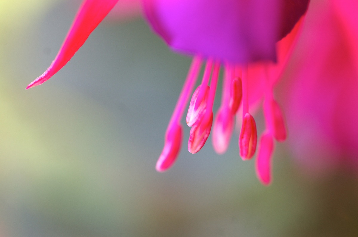 fuchsia