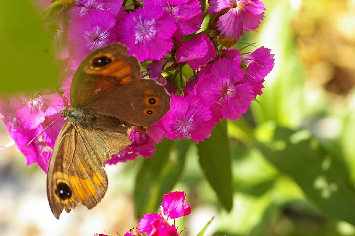 garofanini + farfalla