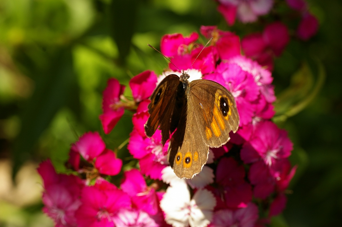 garofanini + farfalla