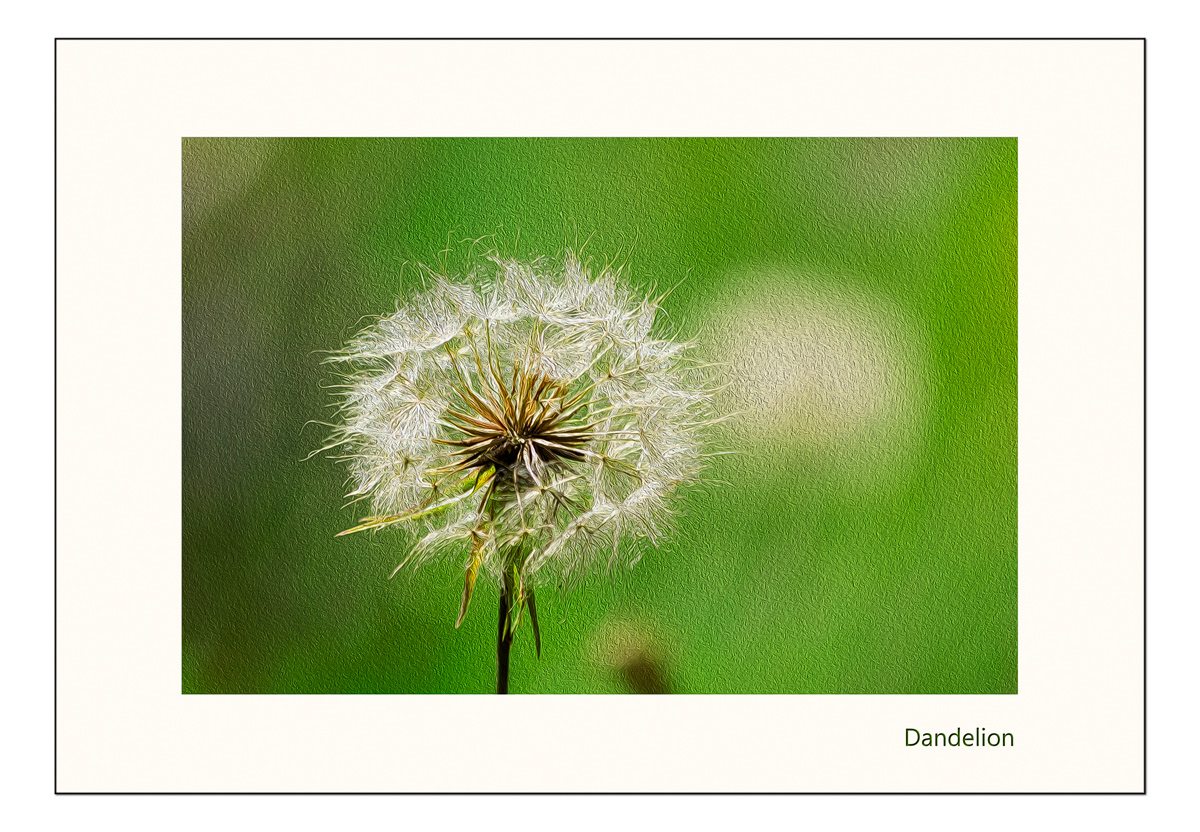 Dandelion