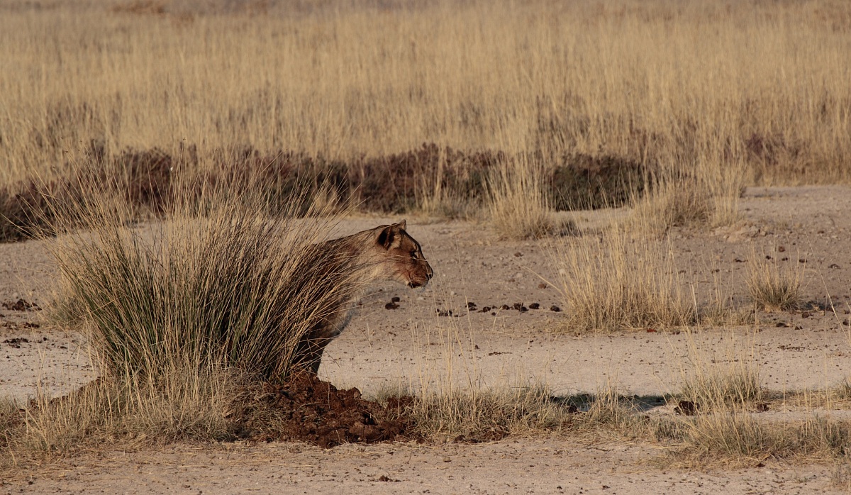 Mimetica... ma non troppo