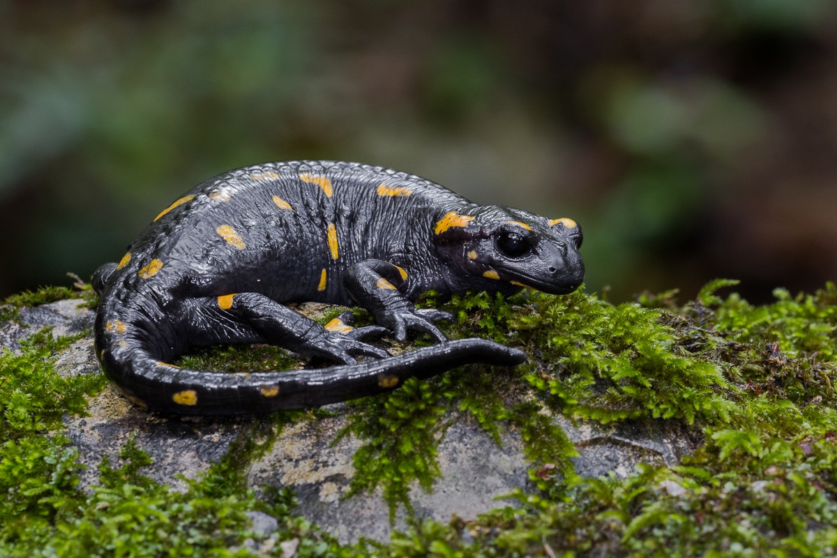 Salamandra pezzata...