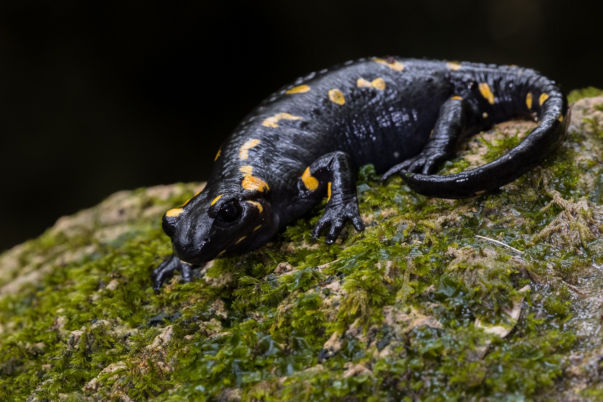 Salamandra pezzata...