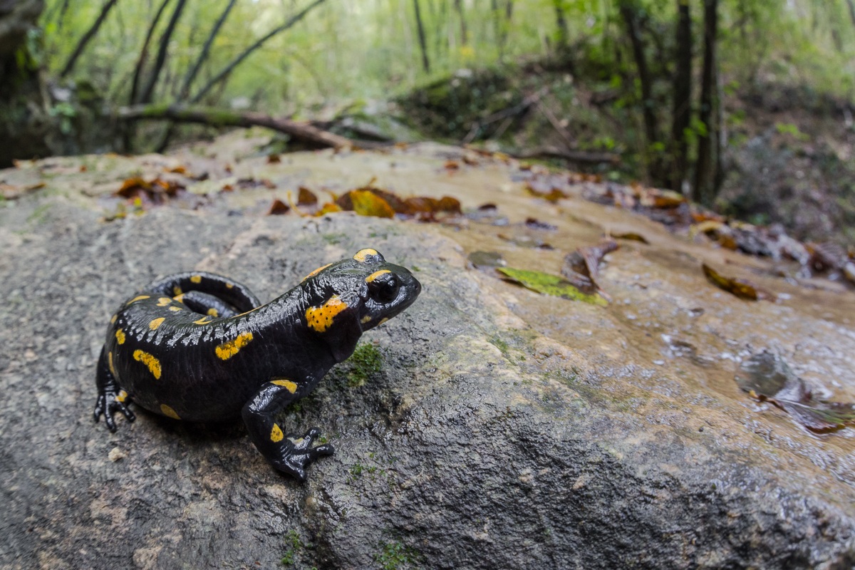 Salamandra pezzata ambientata...