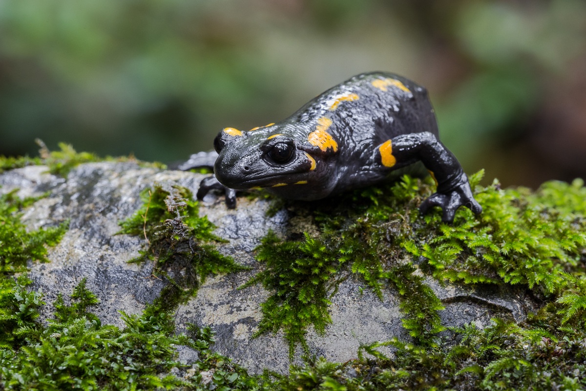 Salamandra pezzata...