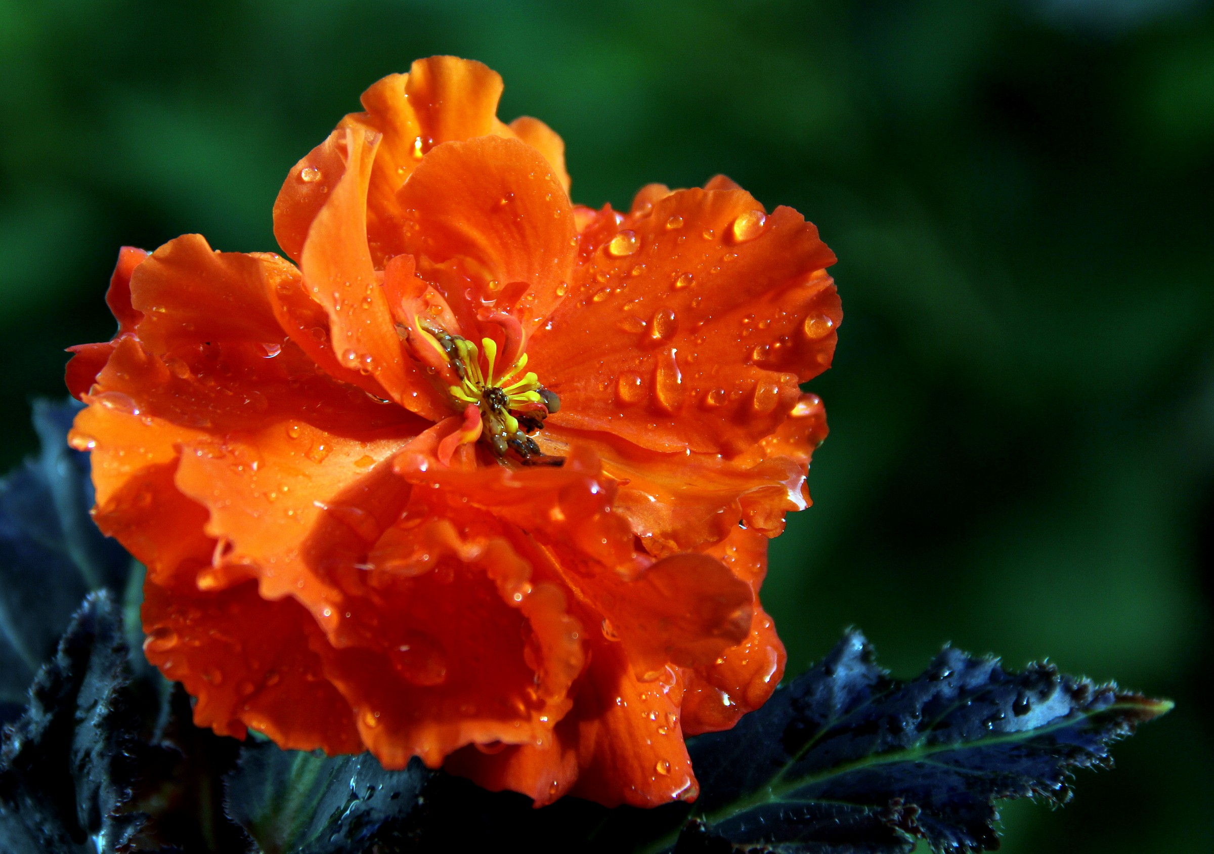 Despite a lot of rain ....