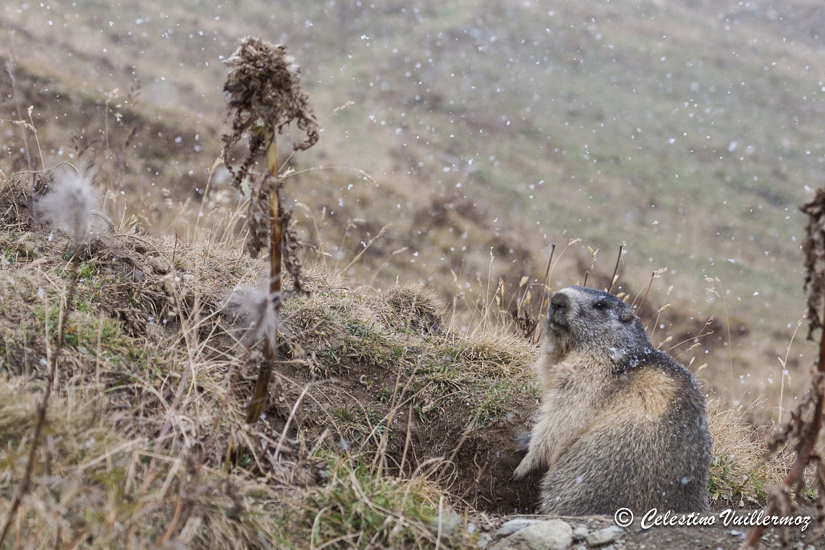 Marmotta nella neve