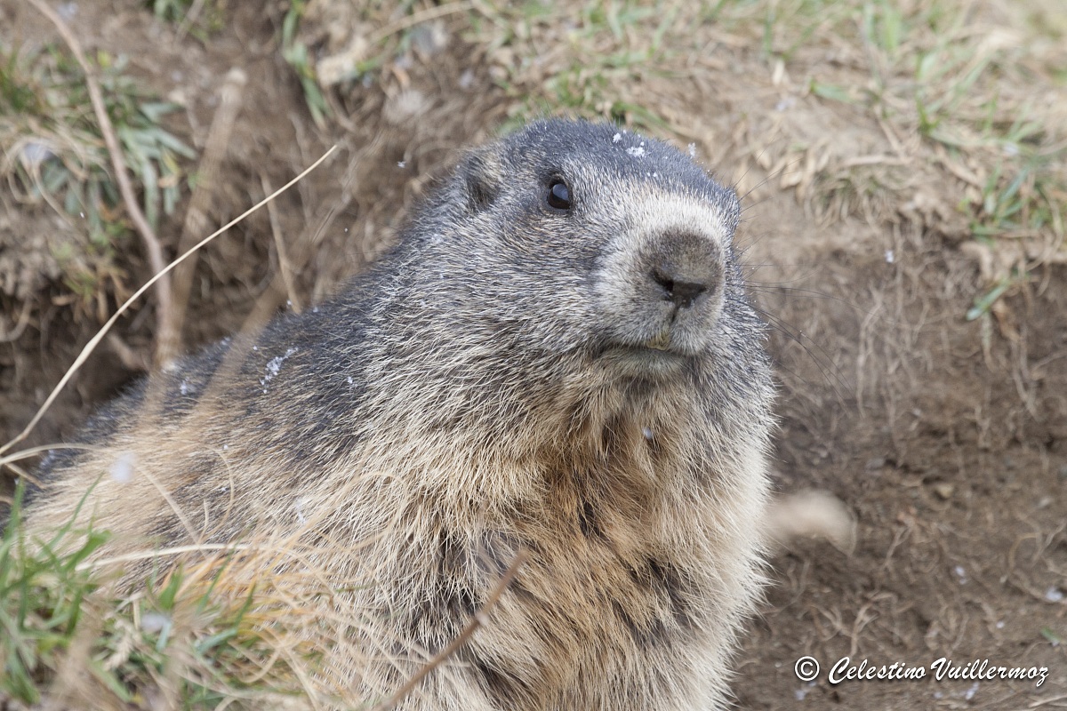 Marmotta
