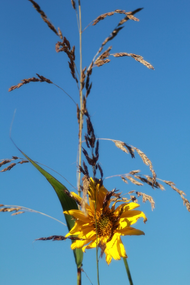 quell mazzoooliiin di fiooriii