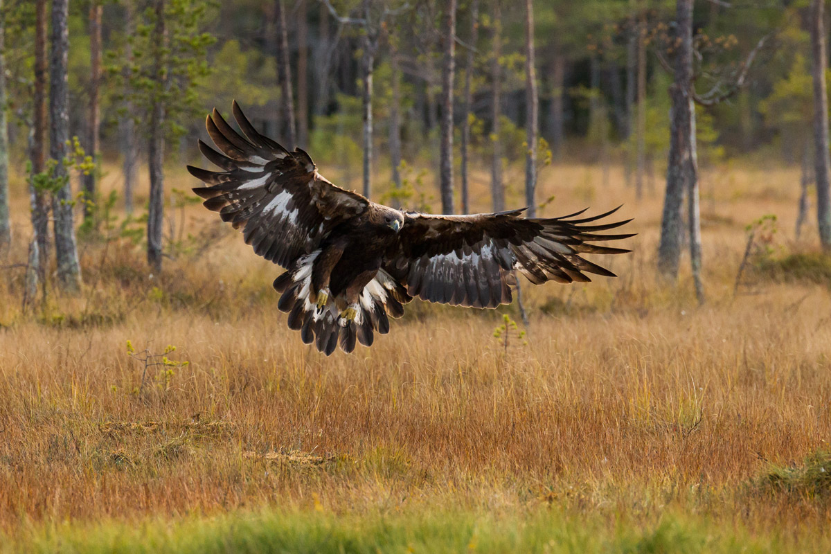 Golden Eagle