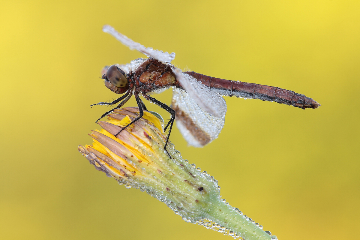 Sympetrum pedemontanum