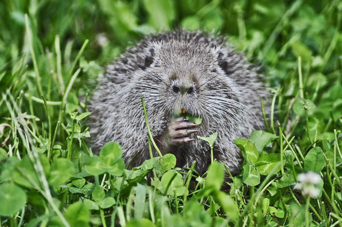 nutria