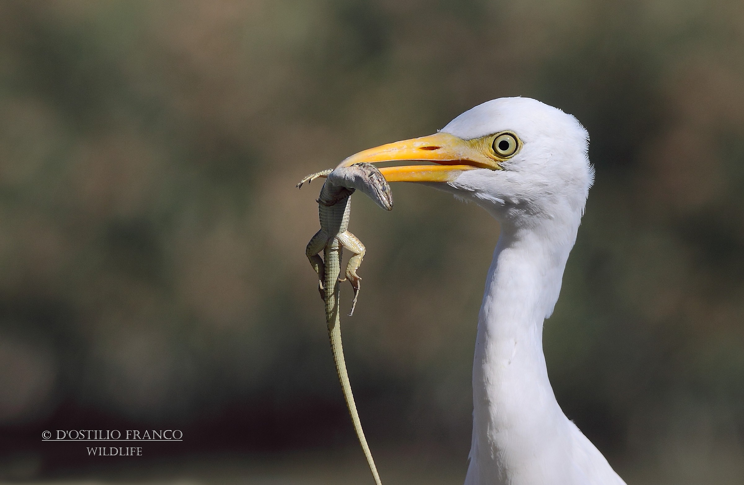 Cattle Egret