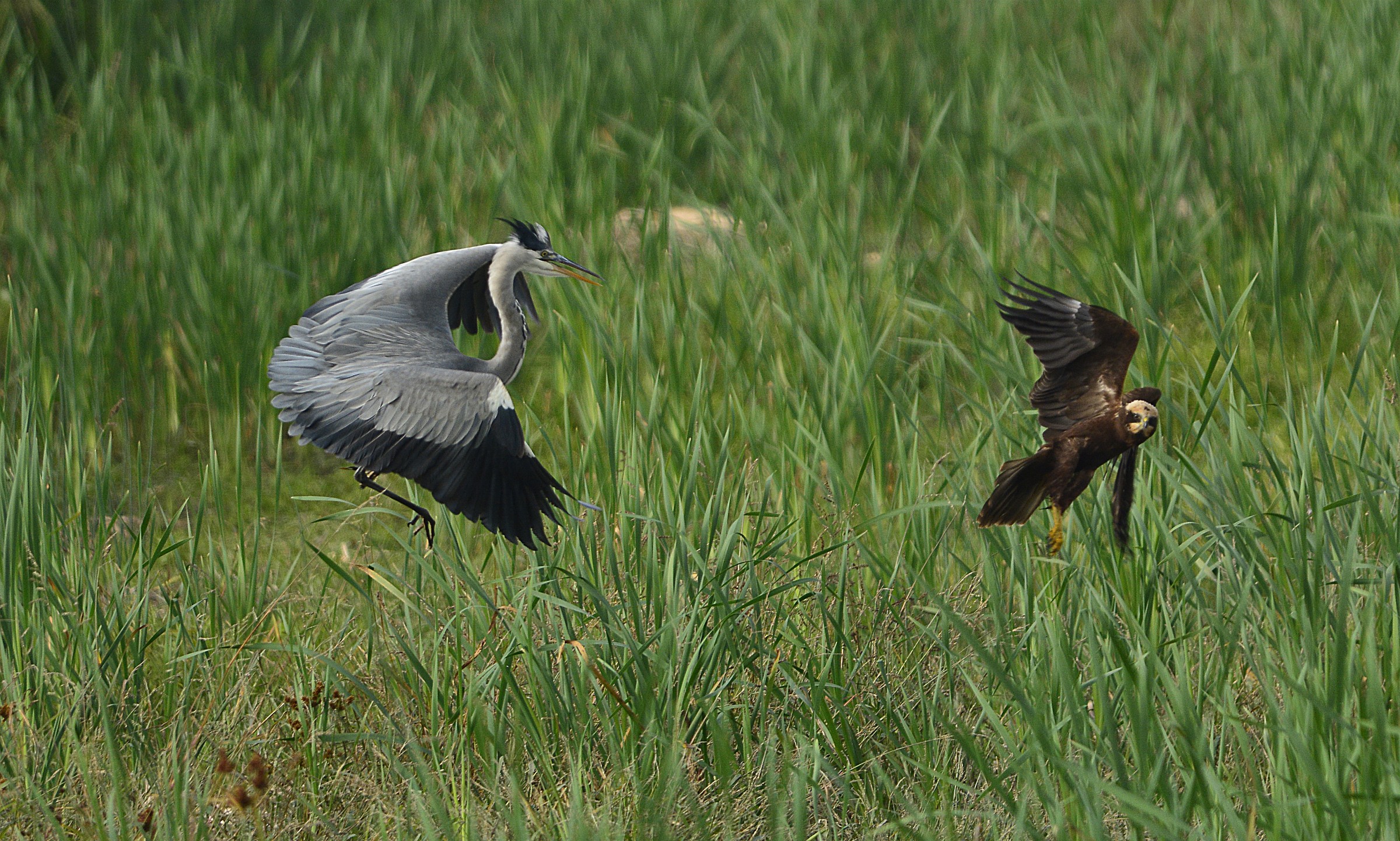 airone contro Falco di palude
