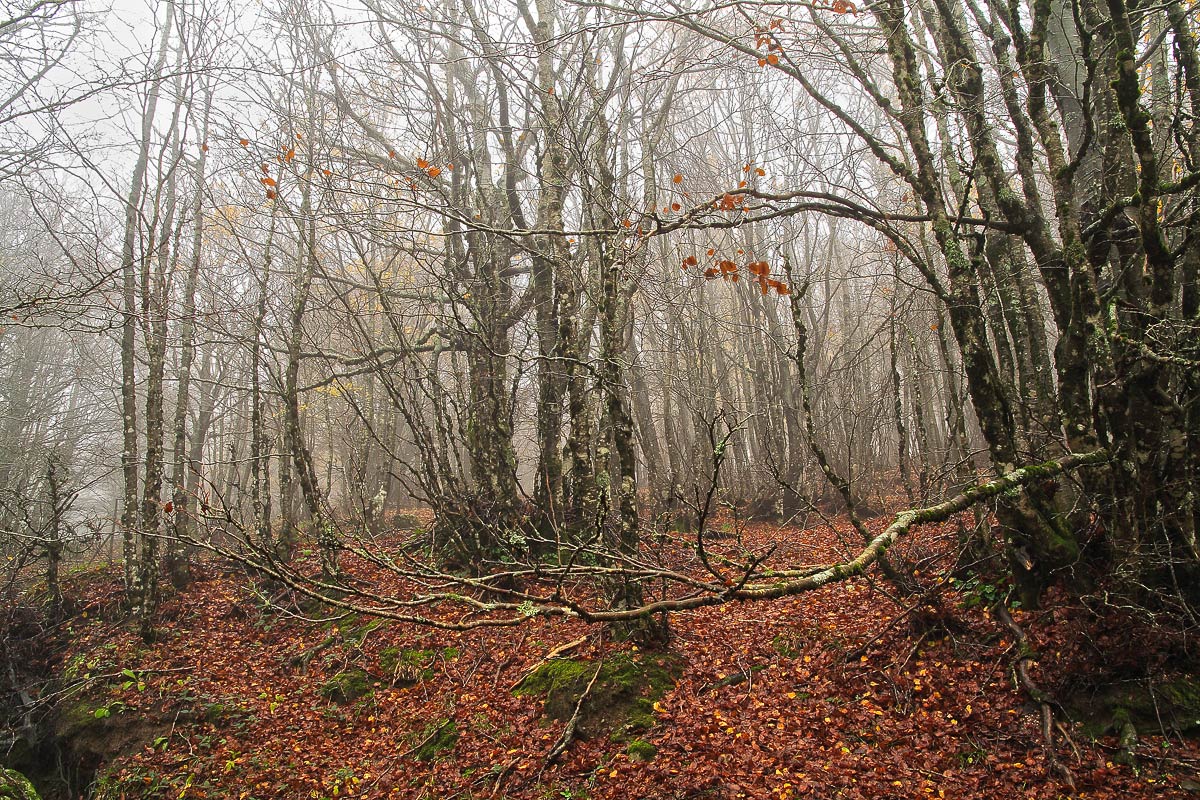 Misty wood