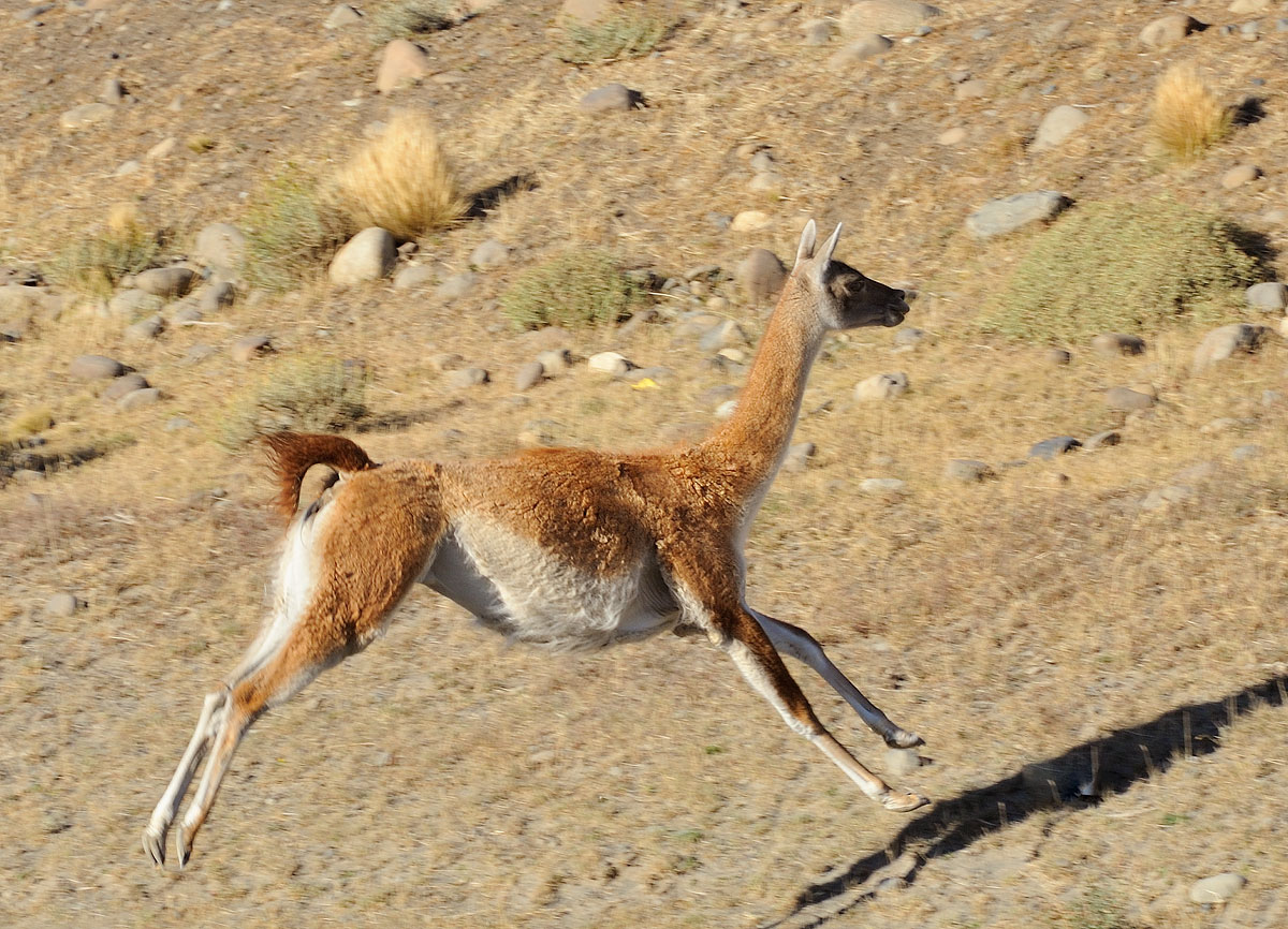 Guanaco - (Lama guanicoe)