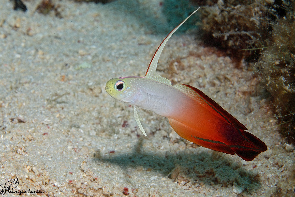 Firefish Goby