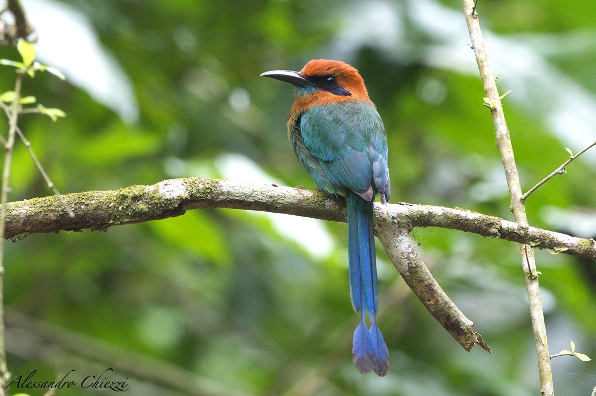 Broad-billed Motmot