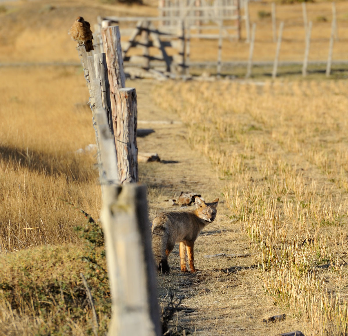 Patagonian Fox