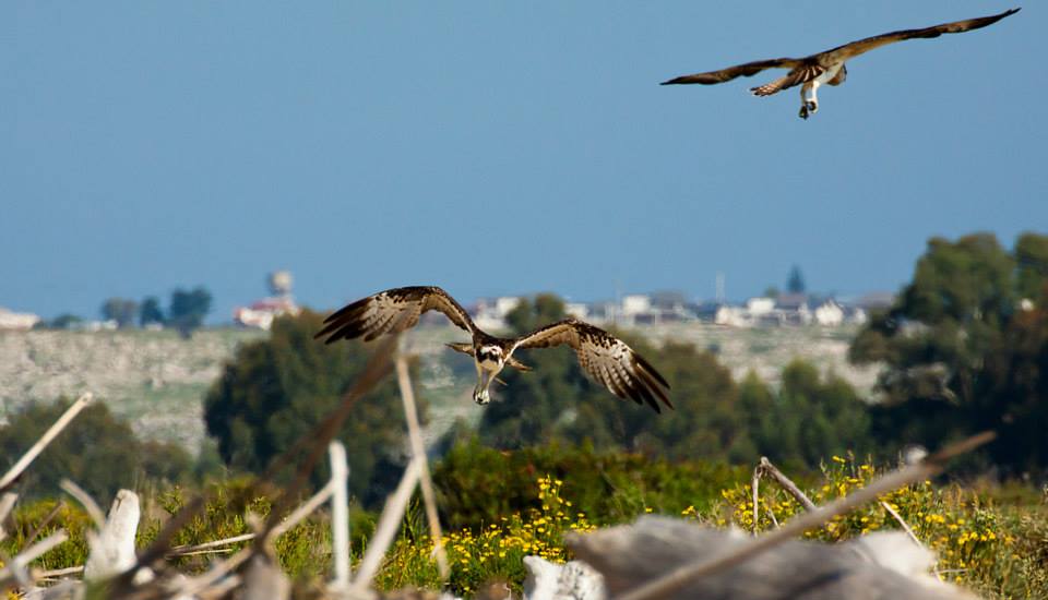 Flying Lessons for a pullo of osprey