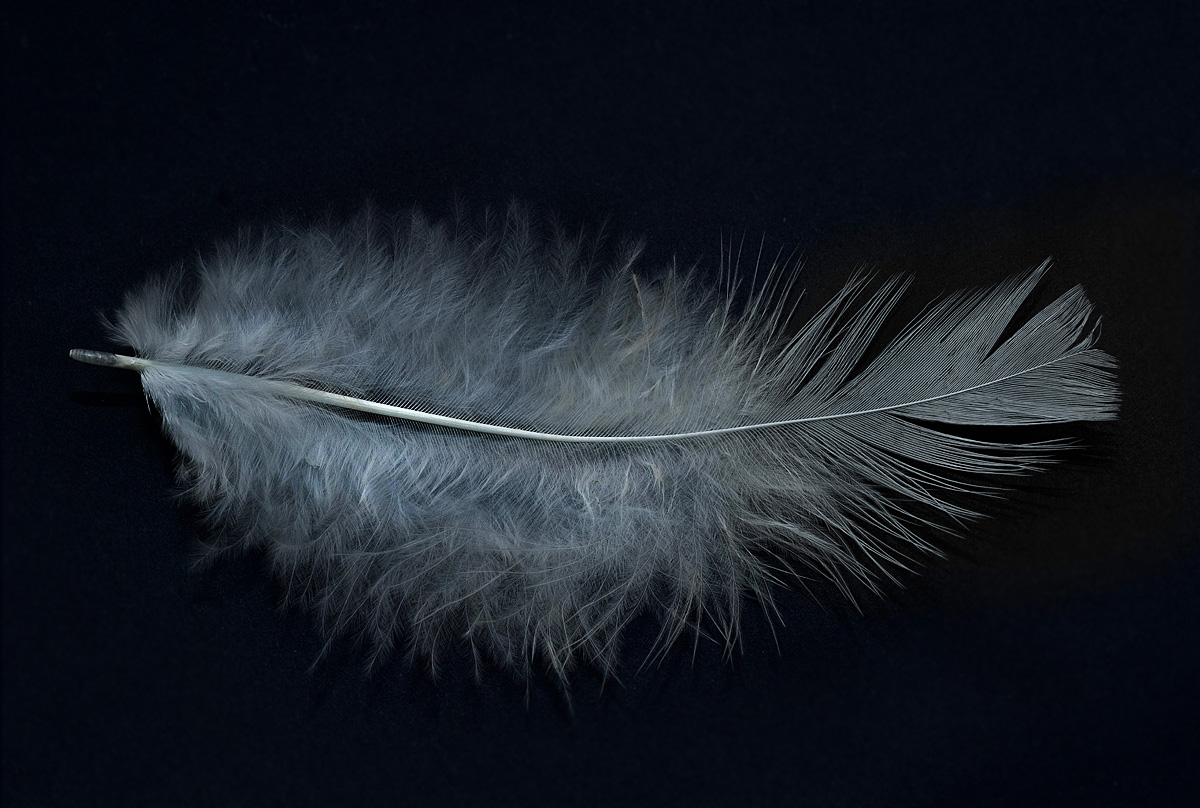 Feather