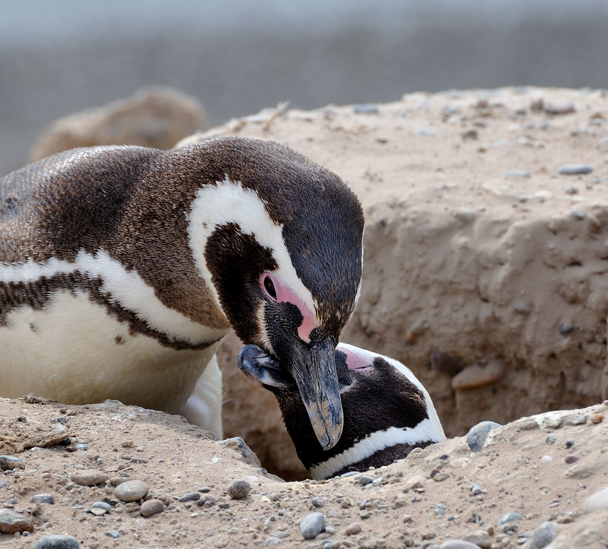 Exchange of affection