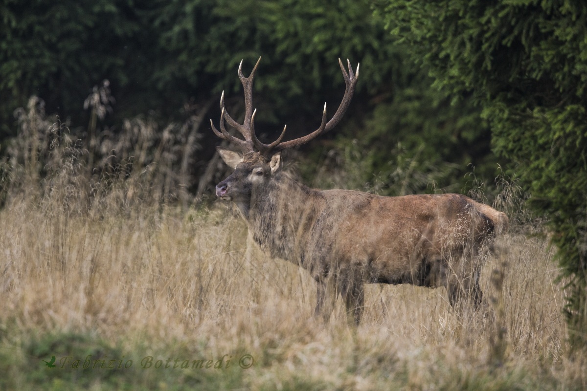 A large fine example of a male!