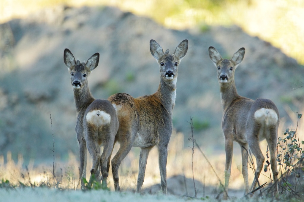 The three deer