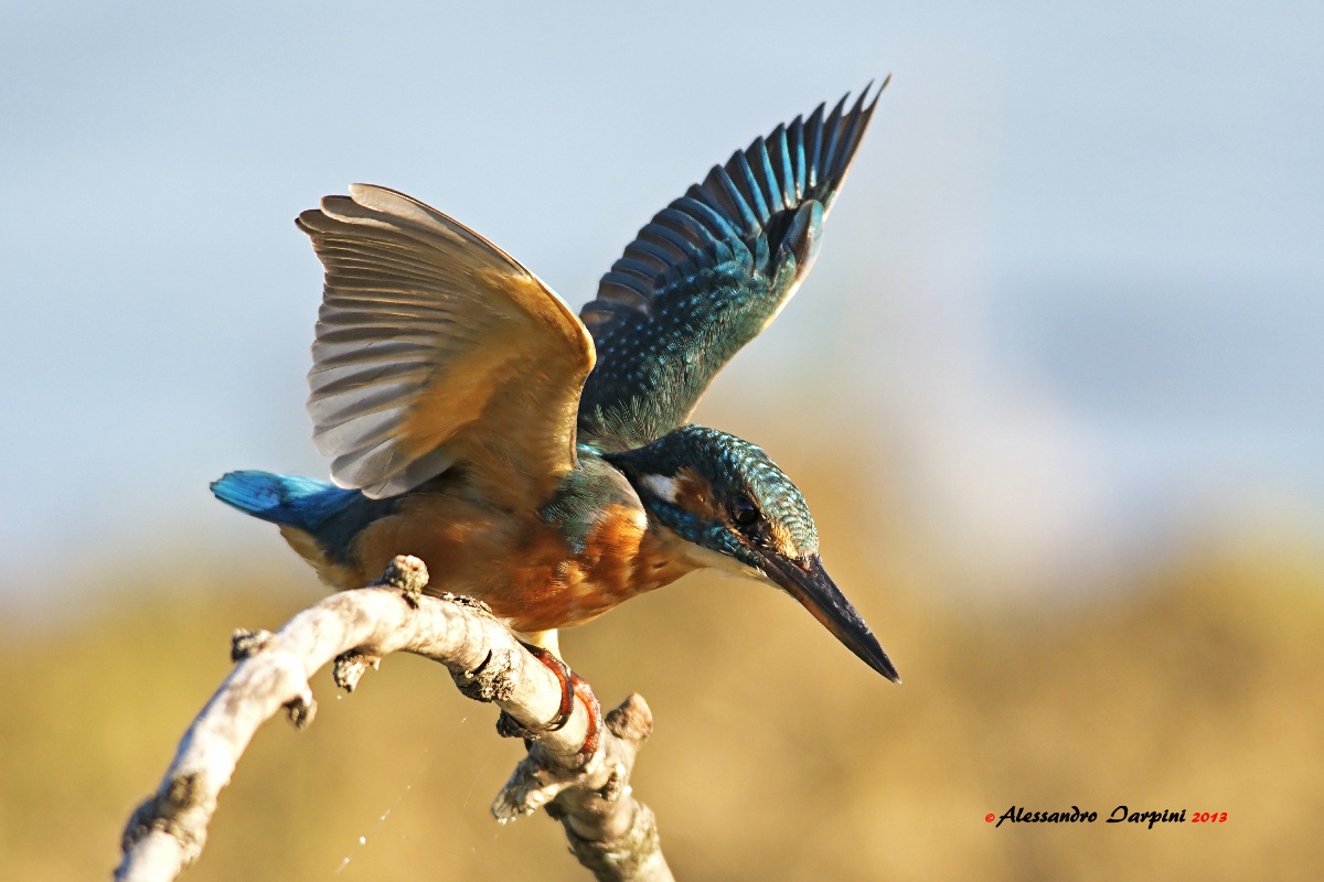 Kingfisher