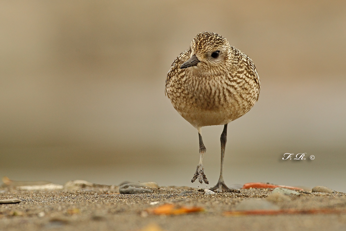 plover on tone