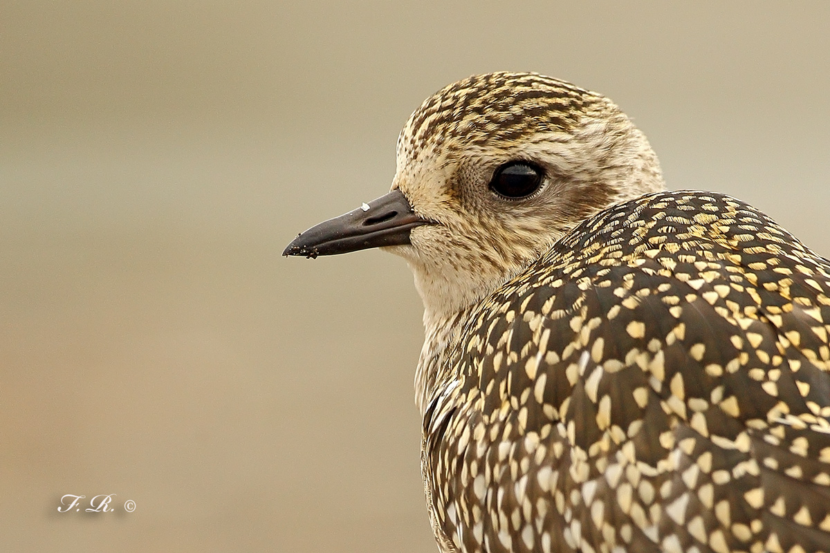portrait of gray plover