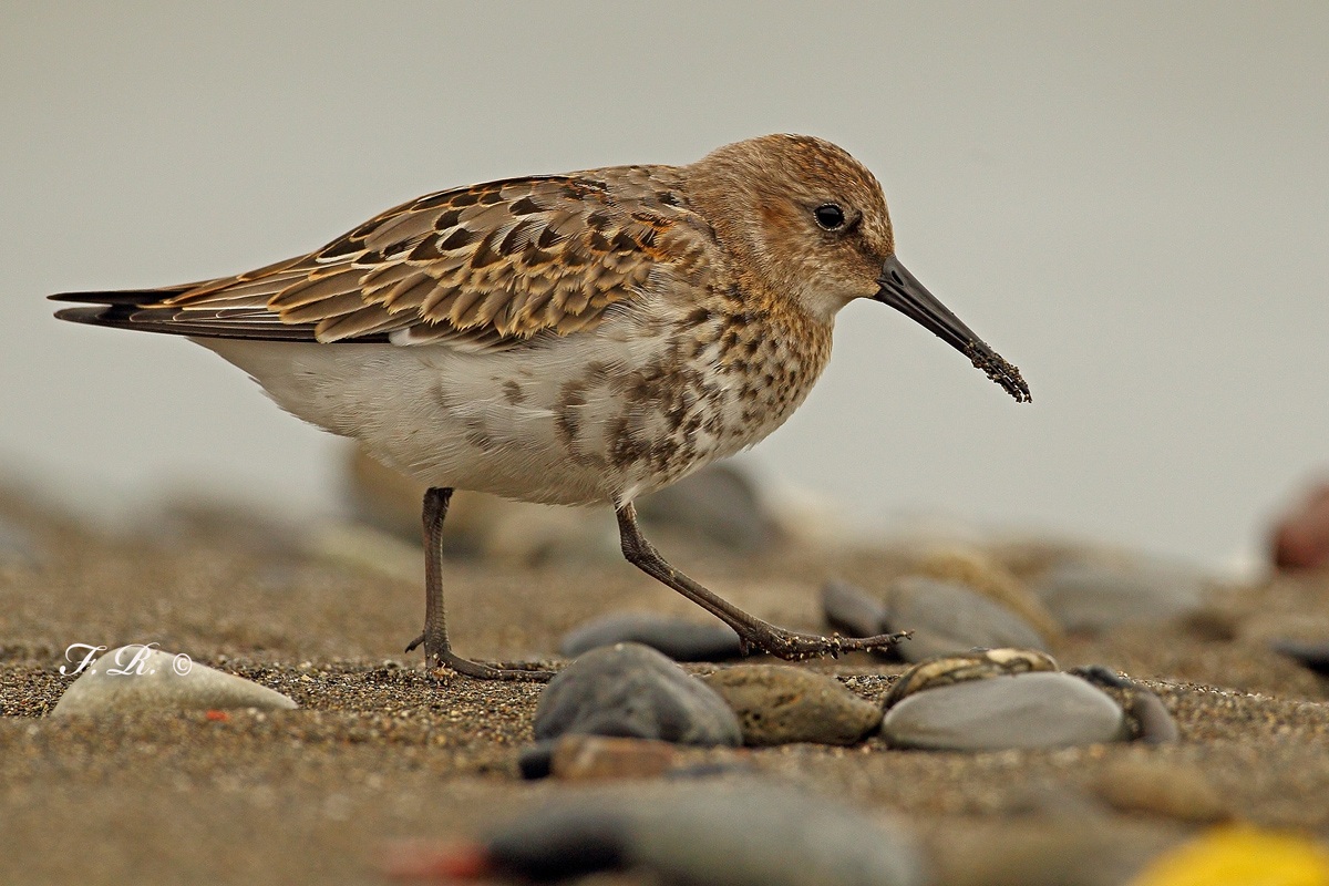 dunlin