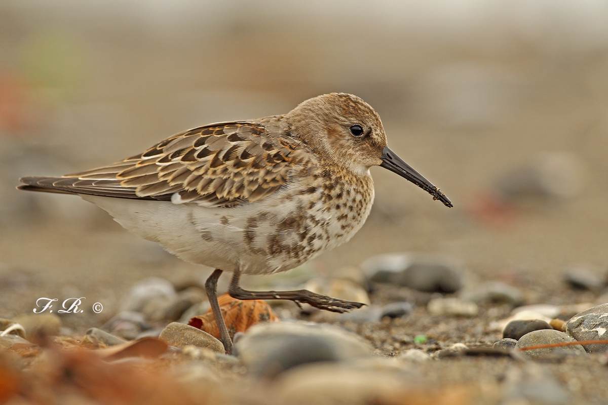 dunlin