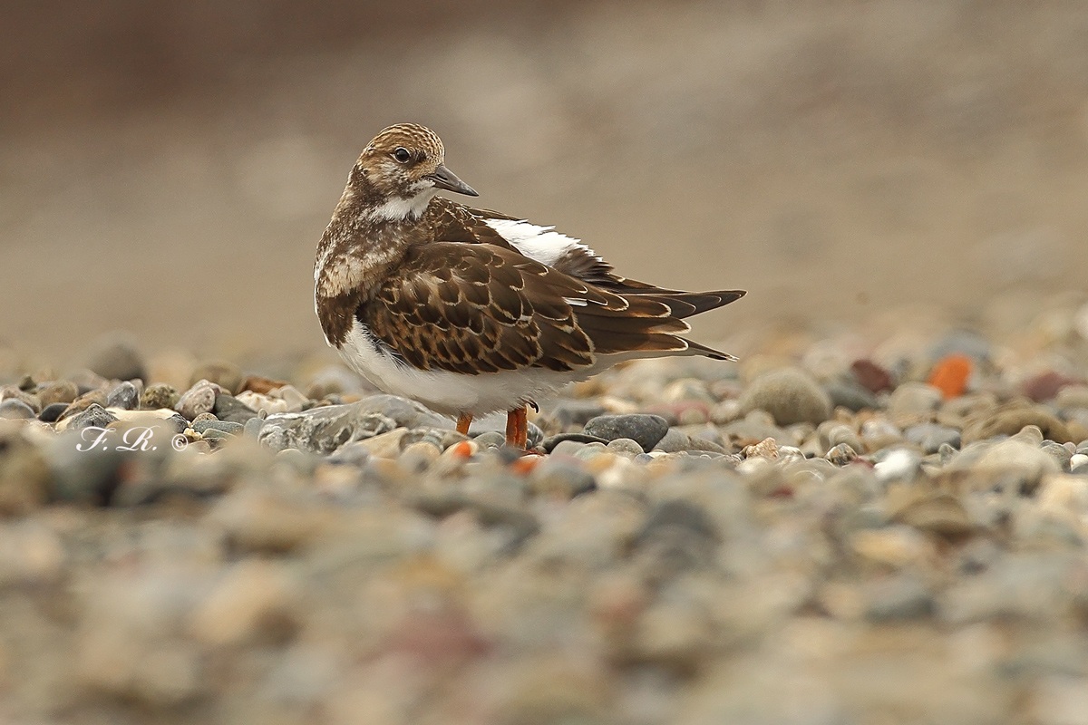 garibaldi il voltapietre