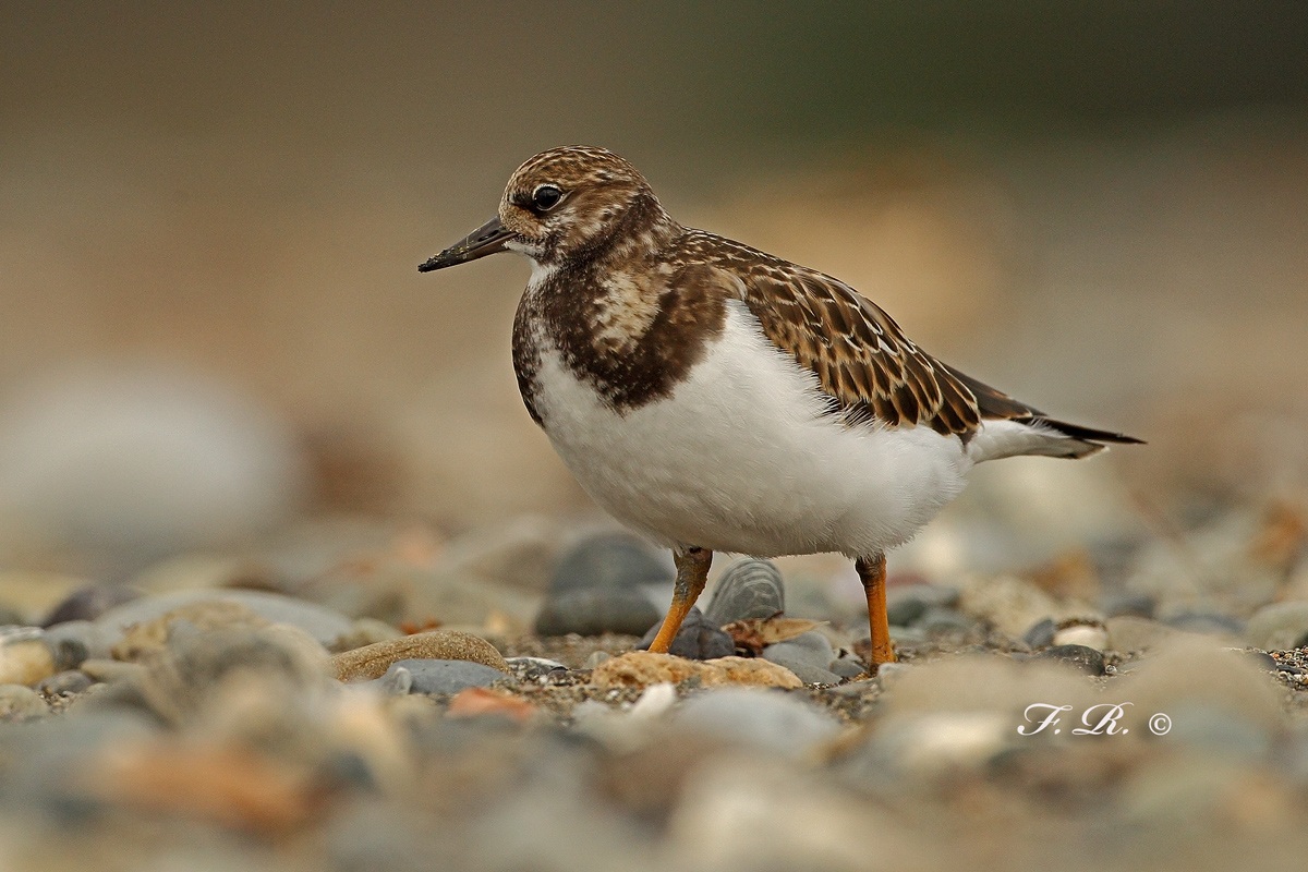 Turnstone