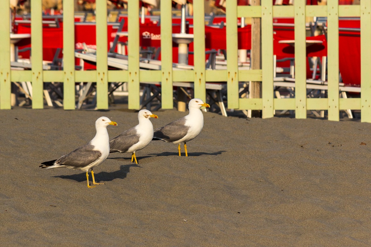 Gabbiani in formazione :D