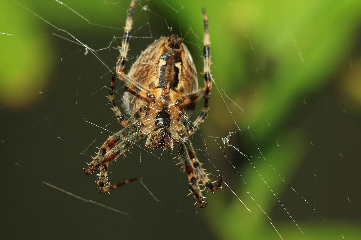Piccolo ragno