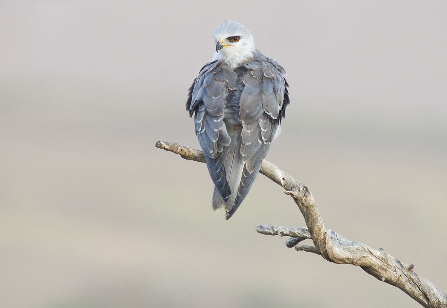 Black-winged Kite 1