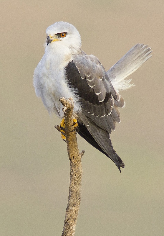Black-winged Kite 3