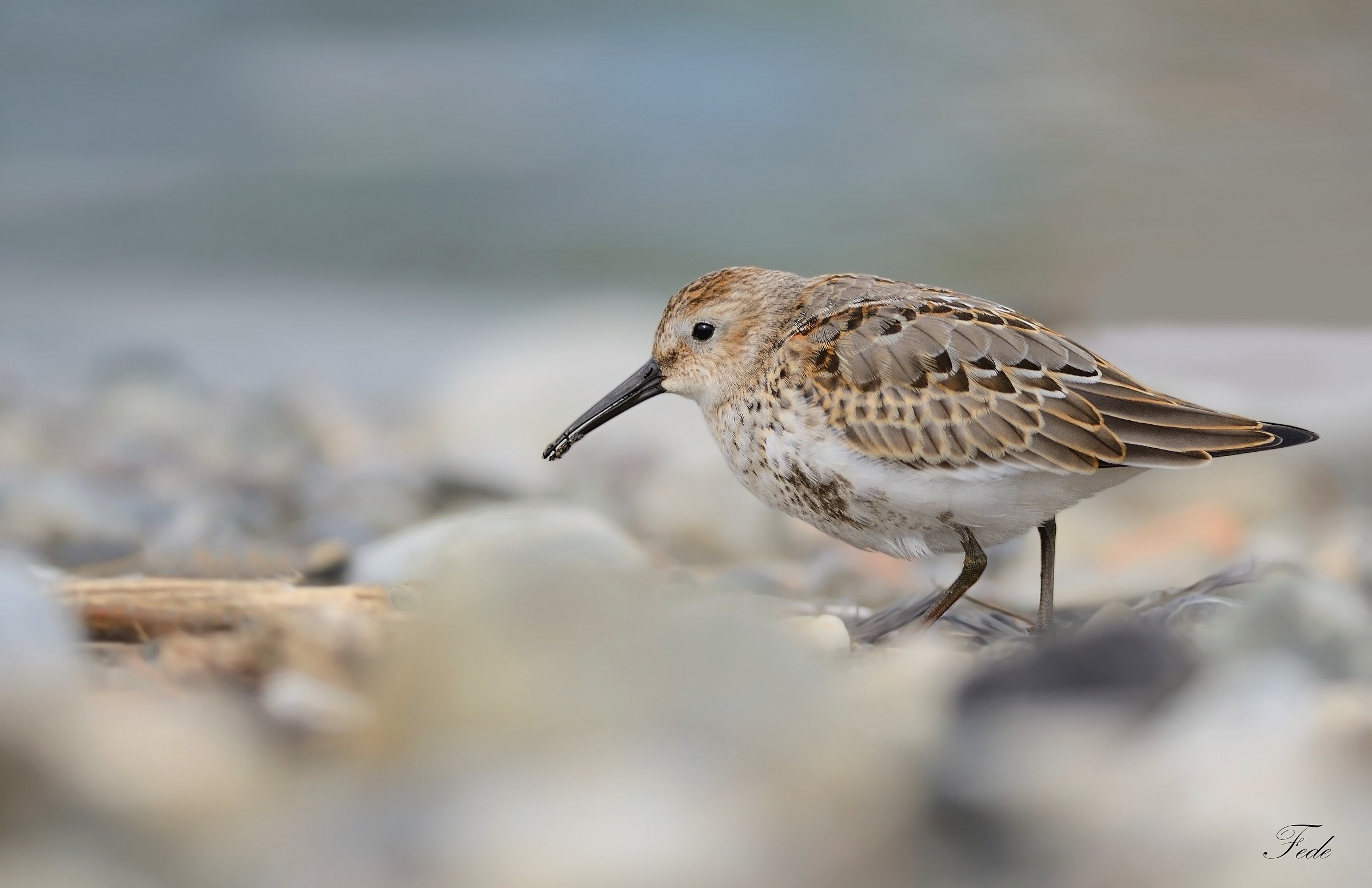 Sandpiper