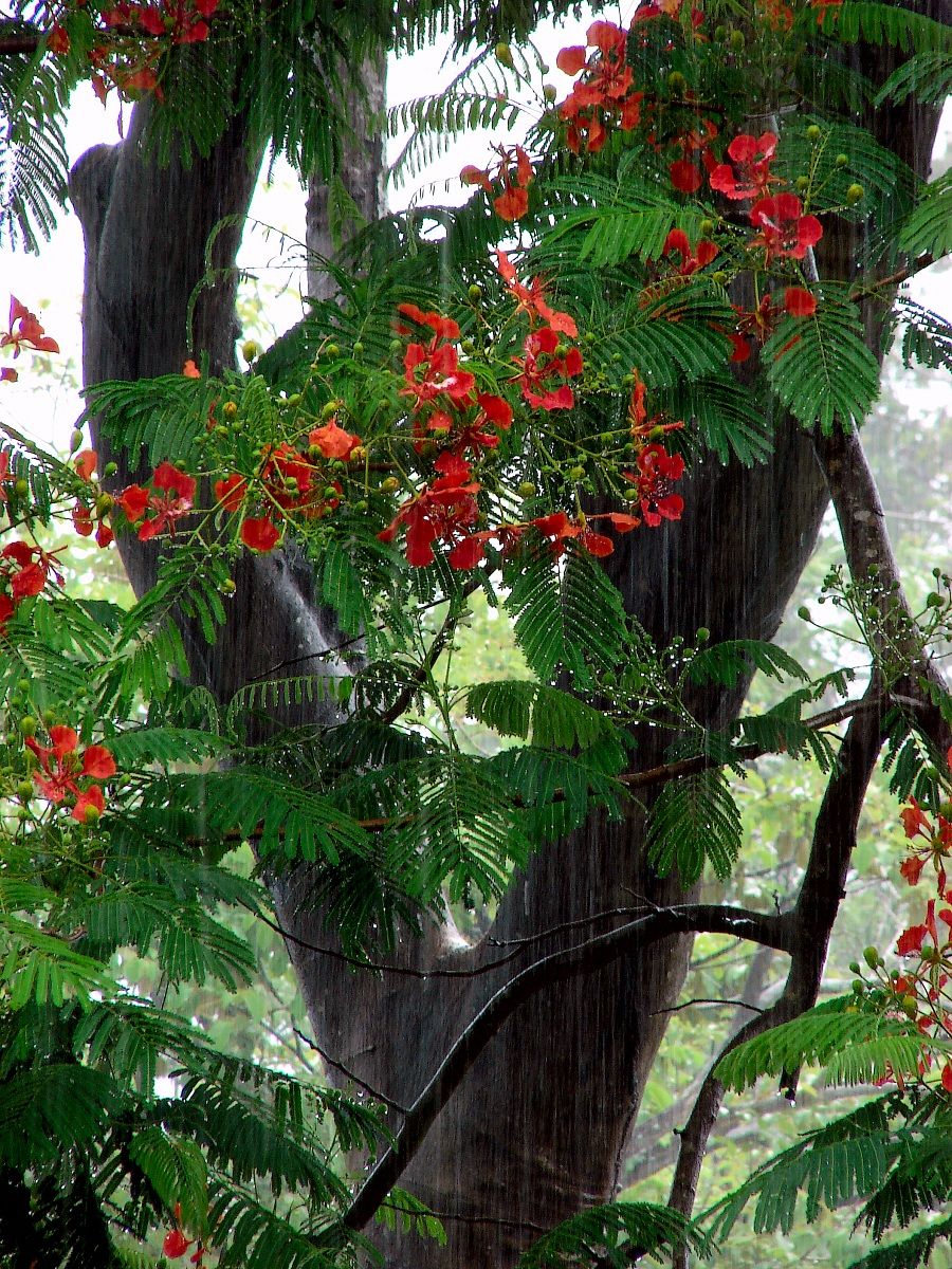 Malinche in the rain