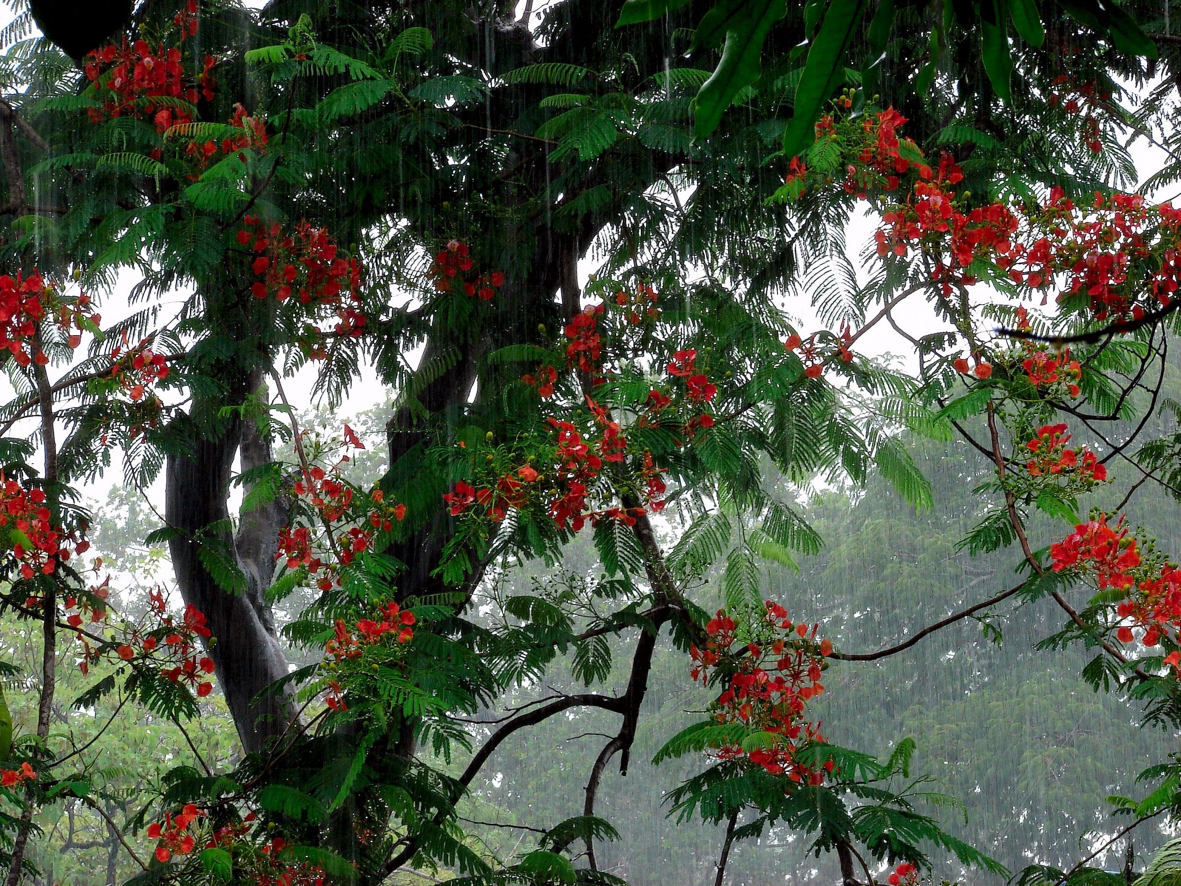 Malinche in the rain 2