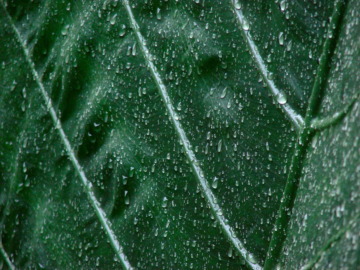 Composizione a gocce