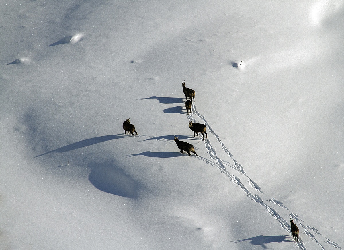 ombre Parco nazionale dello Stelvio