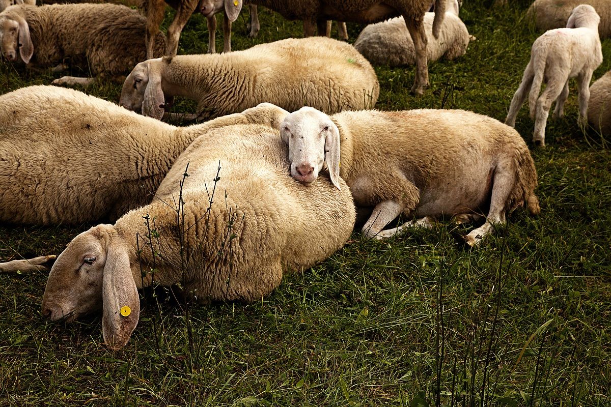 le fatiche della transumanza