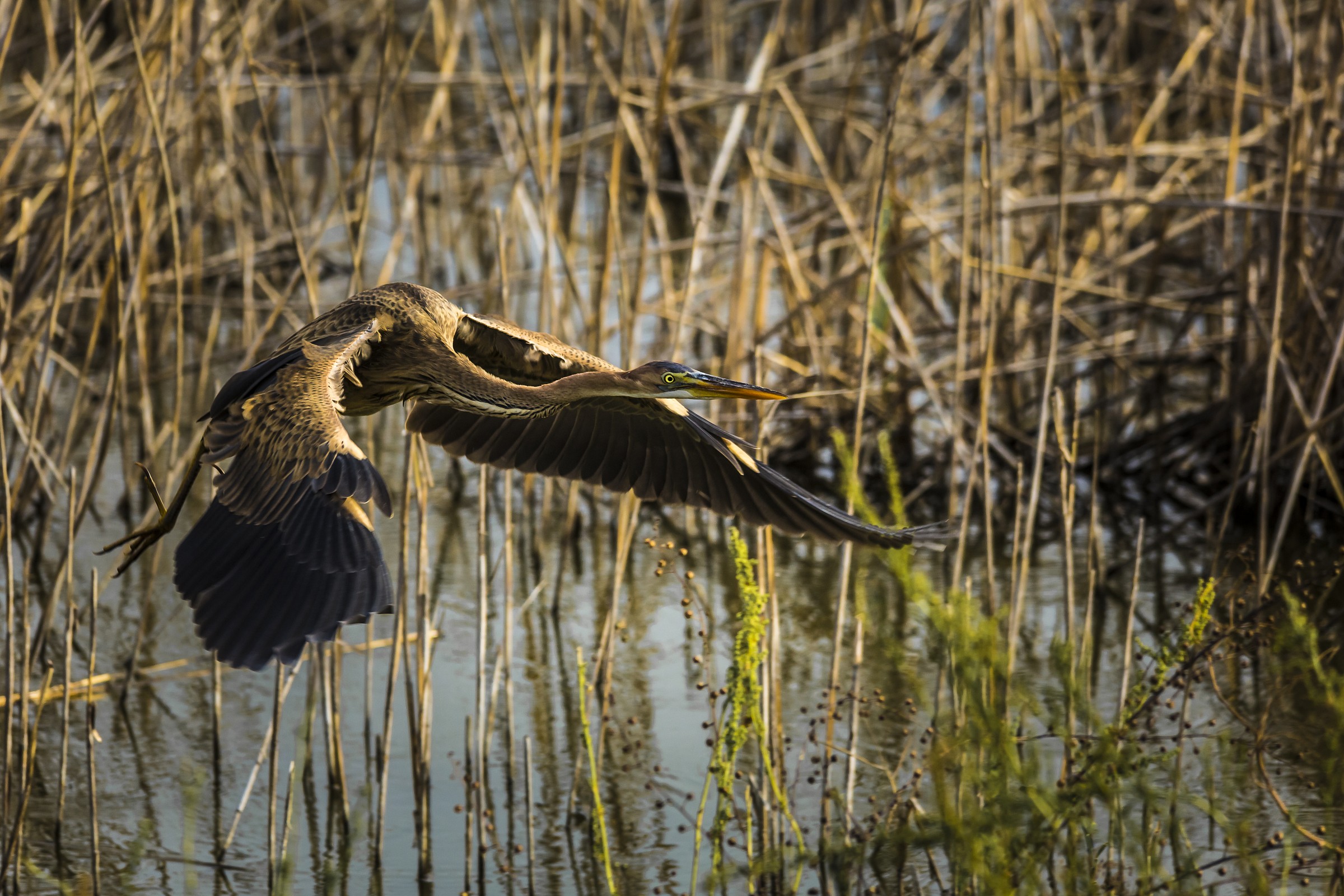 the flight of the heron red