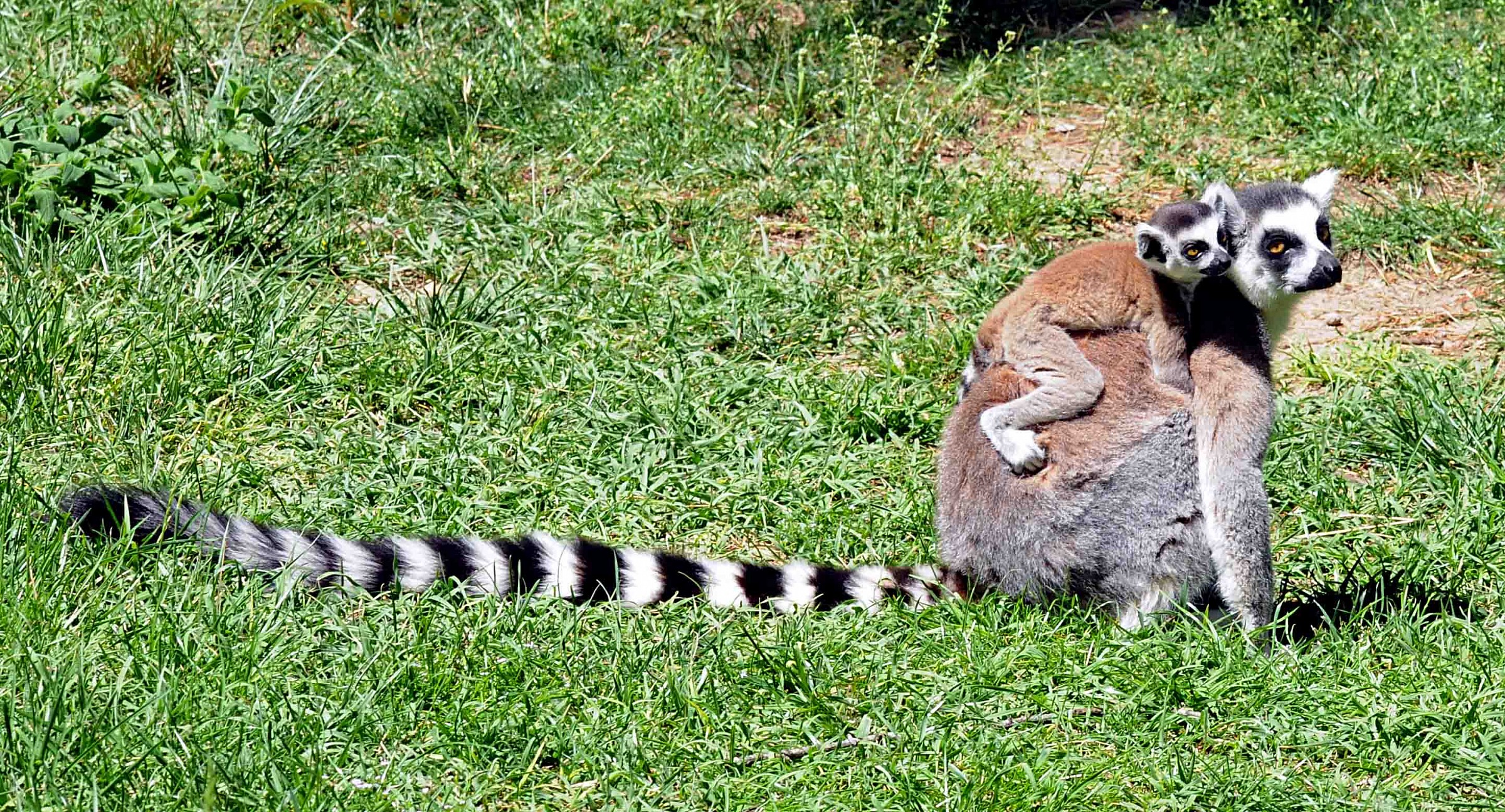 Lemure Catta con piccolo