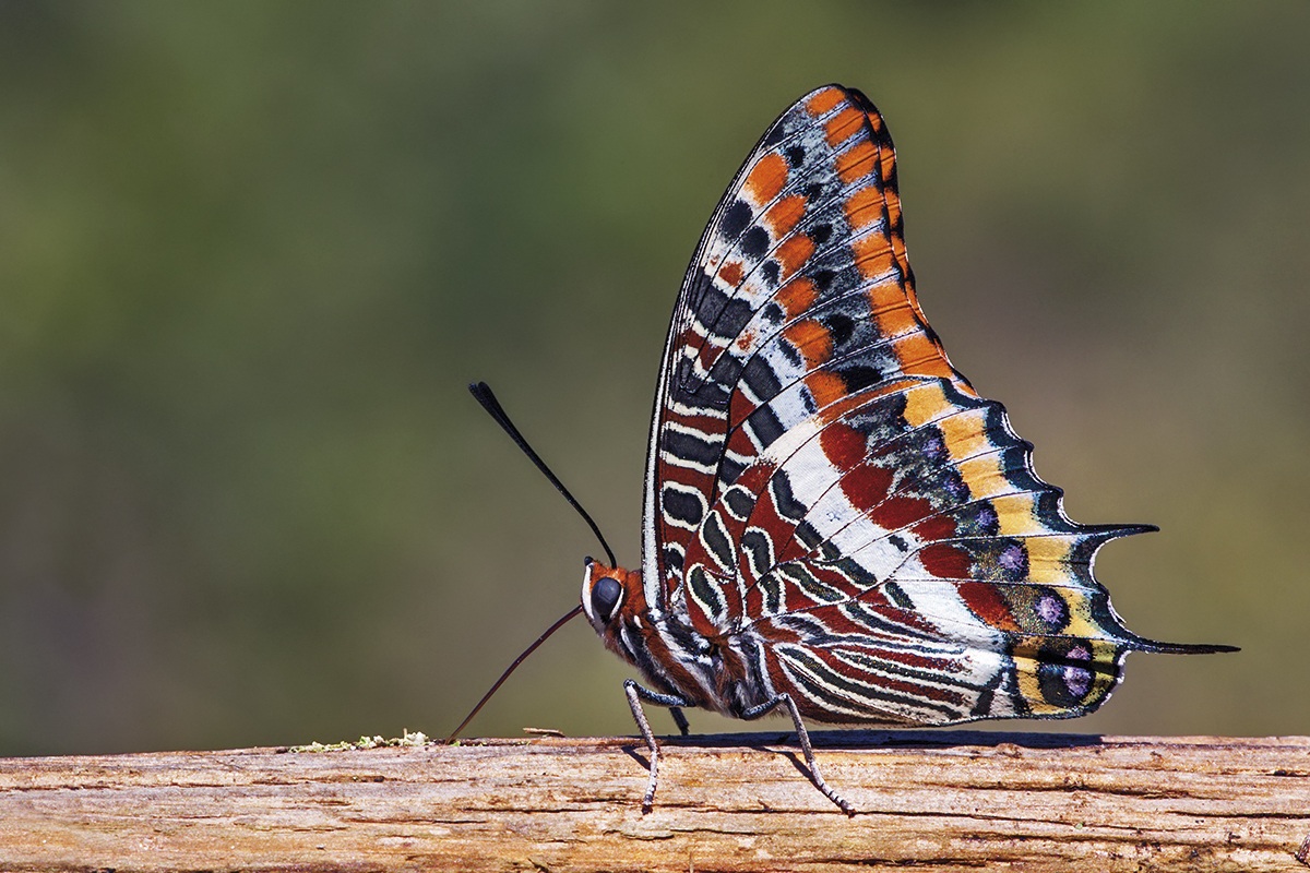 Charaxes jasius