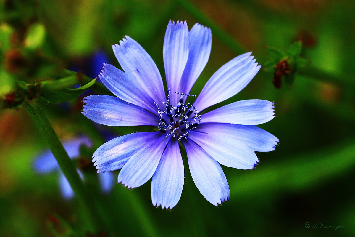 Fior di chicory